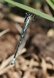 5713_Maanwaterjuffer - Bargerveen, 23 mei
